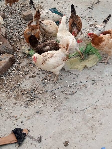 Golden Misri hen/cock/murgha and aseel Pathay and breeders. 4