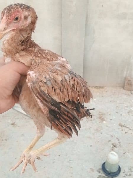 Golden Misri hen/cock/murgha and aseel Pathay and breeders. 6