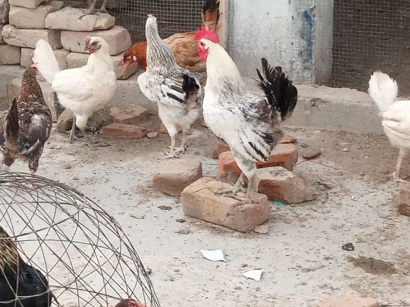 Golden Misri hen/cock/murgha and aseel Pathay and breeders. 8