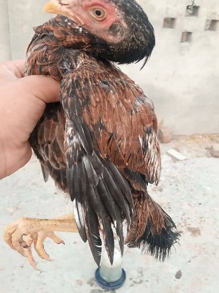 Golden Misri hen/cock/murgha and aseel Pathay and breeders. 10