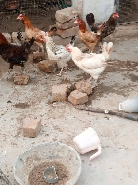 Golden Misri hen/cock/murgha and aseel Pathay and breeders. 12