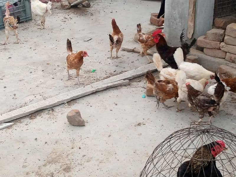 Golden Misri hen/cock/murgha and aseel Pathay and breeders. 13