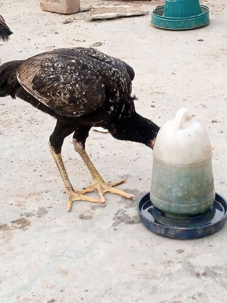 Golden Misri hen/cock/murgha and aseel Pathay and breeders. 14