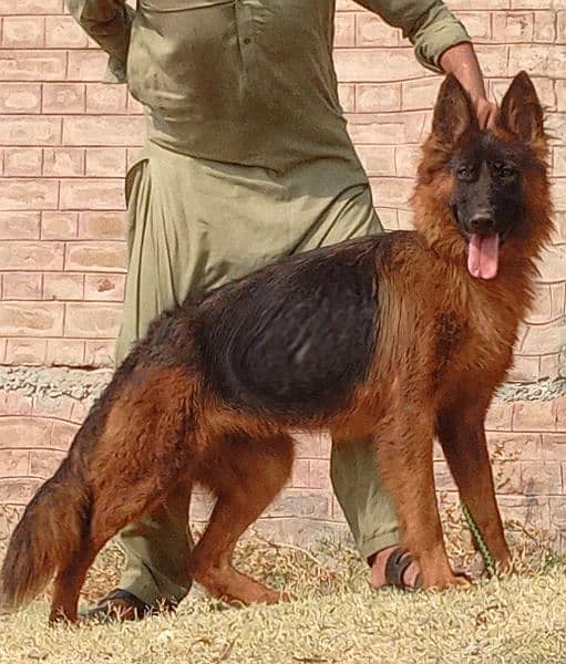 German Shepherd female breeder long code for sale 0