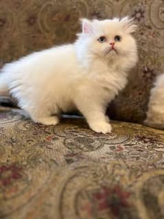 Persian kitten 3RPL coat