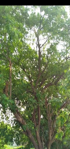 Tree, Plant, Fruit Seeds Available 0