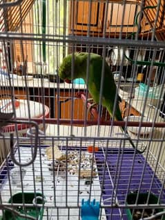 green taking parrot