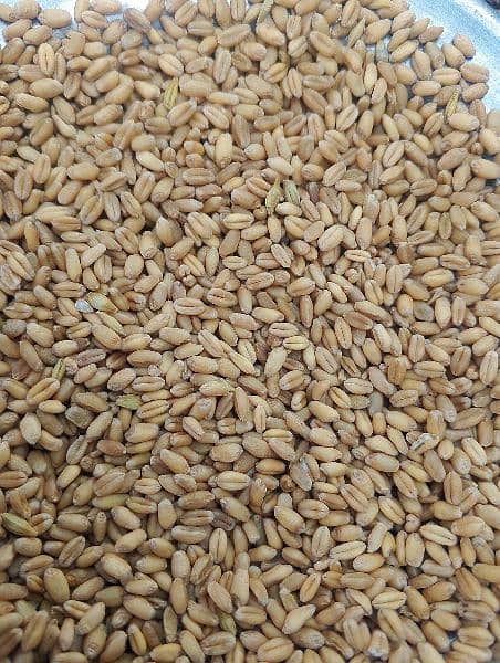 wheat, Gandam,Desi gandum,punjab ki desi gandum 0