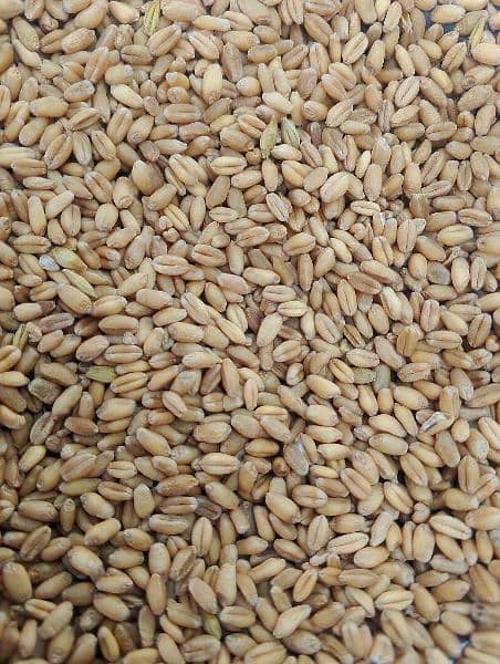 wheat, Gandam,Desi gandum,punjab ki desi gandum 1