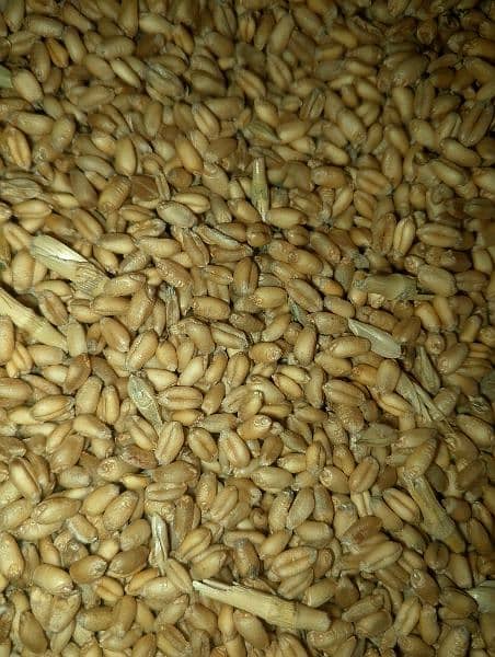 wheat, Gandam,Desi gandum,punjab ki desi gandum 3