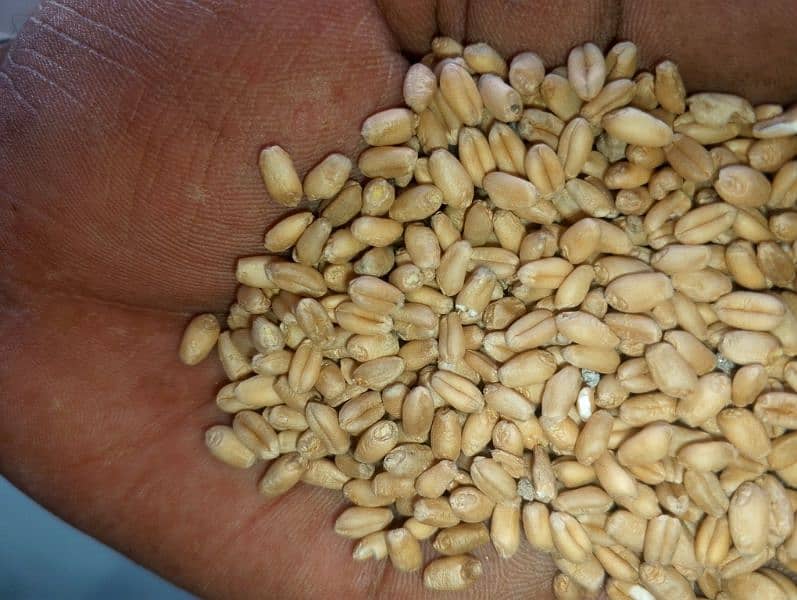 wheat, Gandam,Desi gandum,punjab ki desi gandum 4