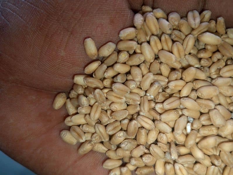 wheat, Gandam,Desi gandum,punjab ki desi gandum 5