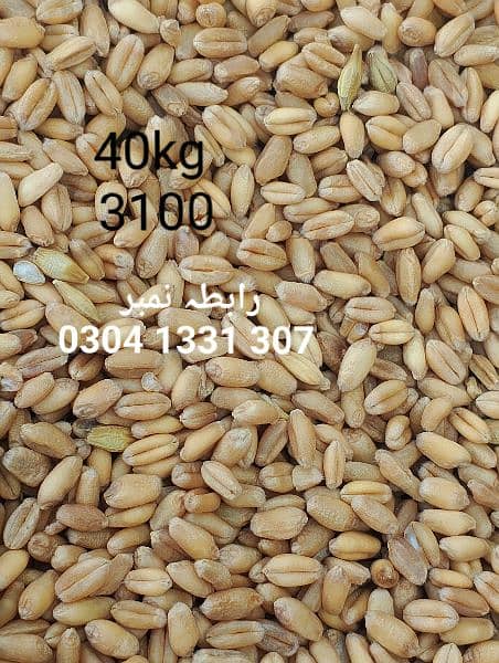 wheat, Gandam,Desi gandum,punjab ki desi gandum 6