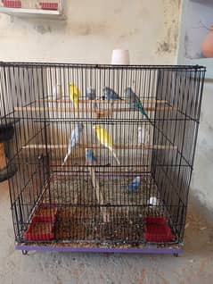 Budgies Parrots 5 Pairs With 23"x23" Professional Cage