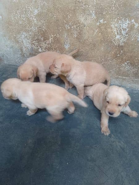 American Labrador Puppies Available 0