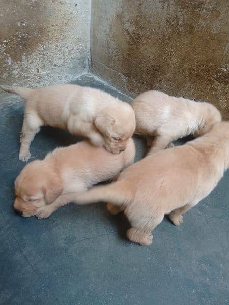 American Labrador Puppies Available 1