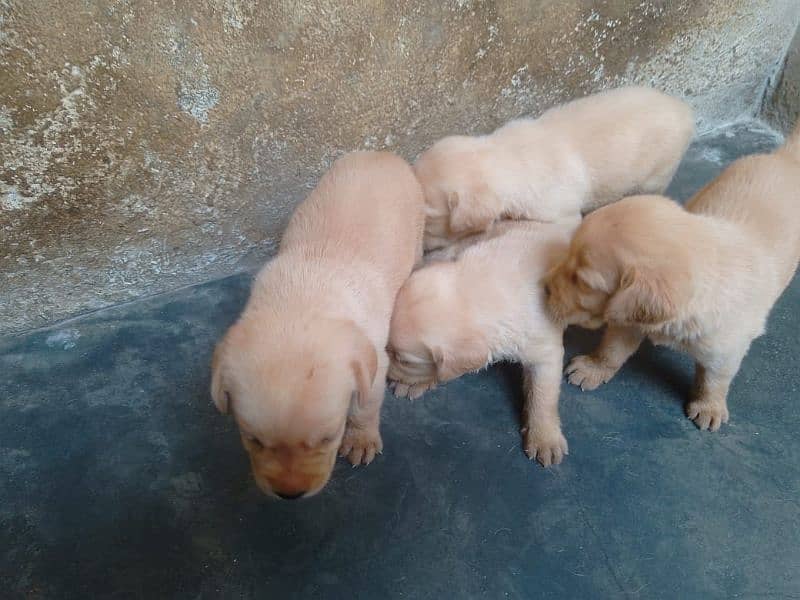 American Labrador Puppies Available 2