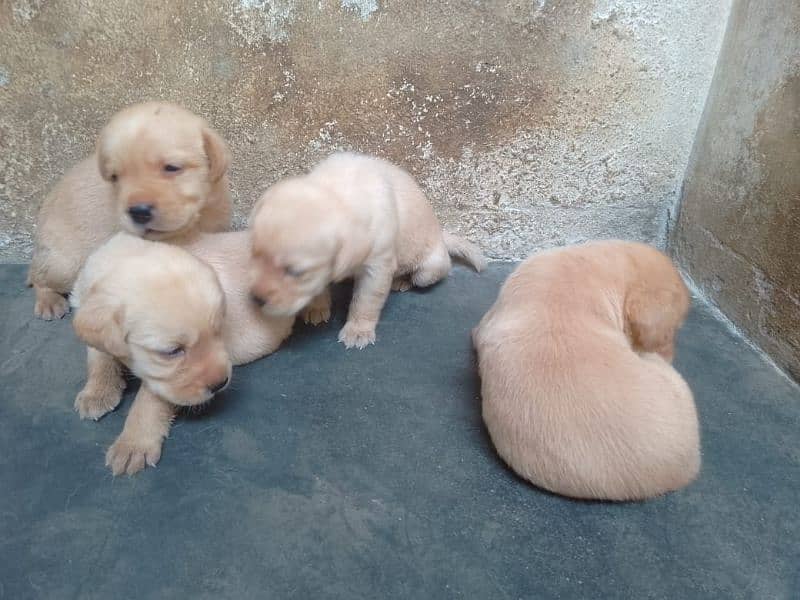 American Labrador Puppies Available 3