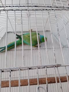 Green Ringneck