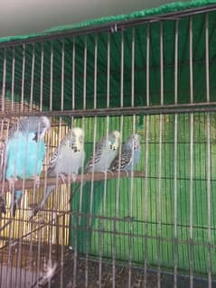 Exhibition parrots