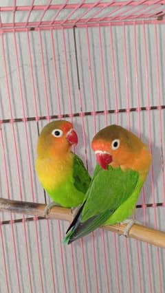 Fisher pair for sale/Lovebirds