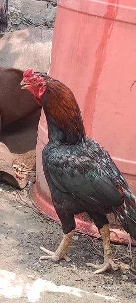 aseel breeder for sale band jore zare dum exchng possible 3