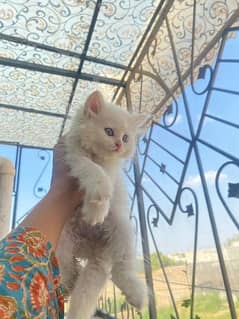 odd eyes Persian cat for sale Whatsapp +92 314 0725066