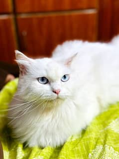 white cat 0