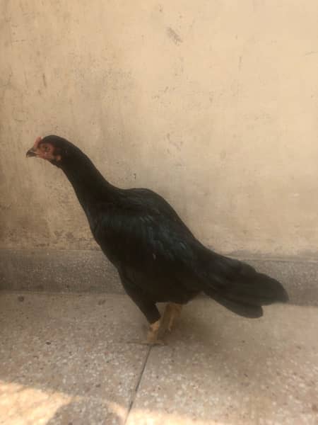 aseel male females available 8