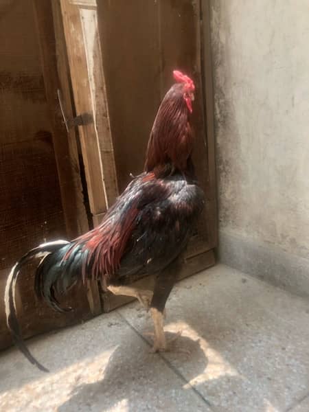 aseel male females available 10