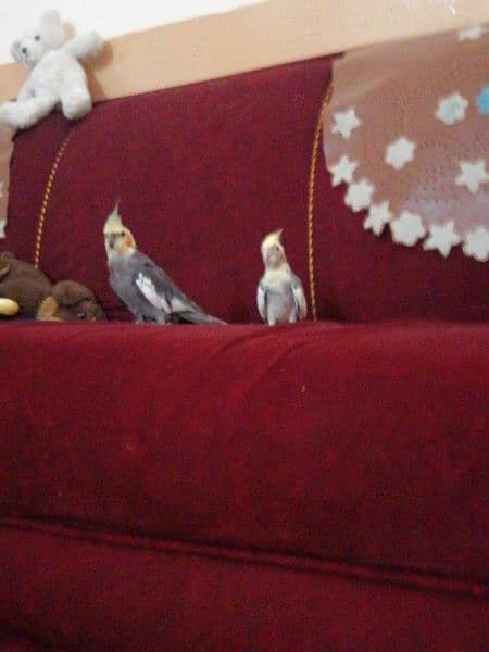 cocktail parrot for sale kda kohat sector 1 0