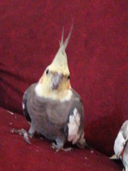 cocktail parrot for sale kda kohat sector 1 2