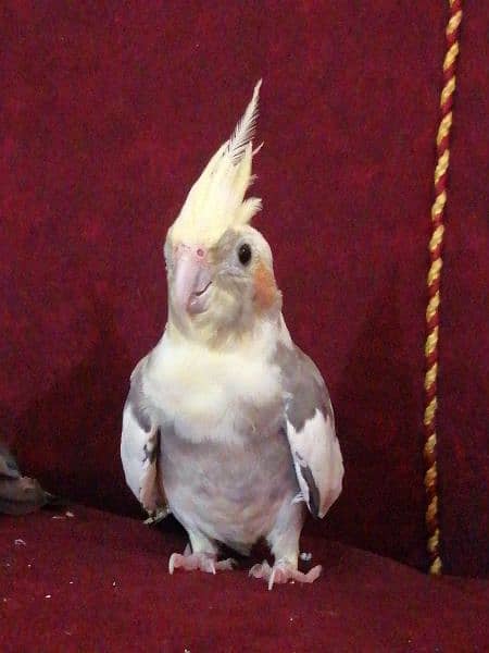 cocktail parrot for sale kda kohat sector 1 3