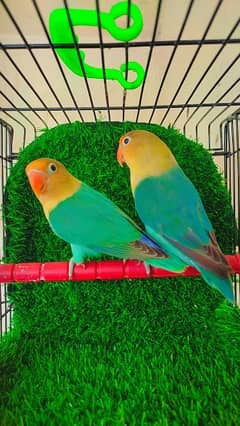 Love Birds Parblue/ Blue fisheri/ Albino/ Blue opline blue pestle ino.