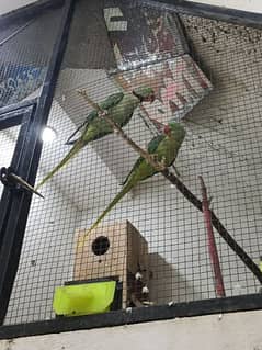 raw parrot for sale age 2 sal breeder pair