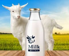 Goat Milk Fresh.