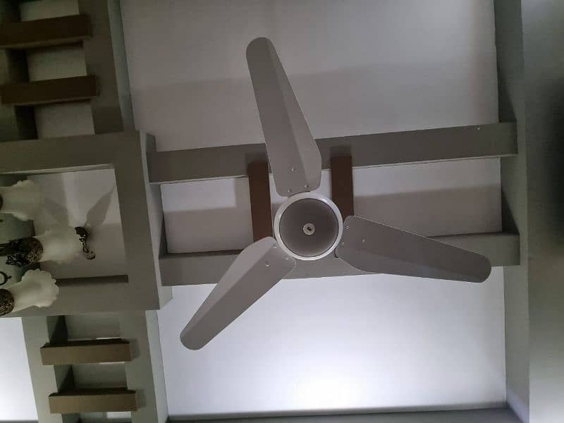 Gfc royal and sk fan for sale 1