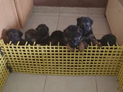 Show Quality german shepherd puppies. Age 35 days old, dewormed.