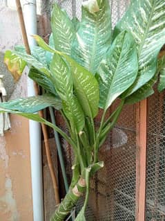 Dieffenbachia (Indoor plant) 0