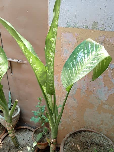 Dieffenbachia (Indoor plant) 1