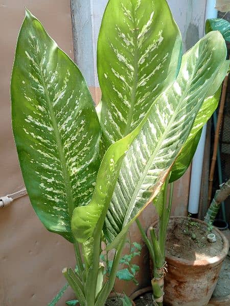 Dieffenbachia (Indoor plant) 2