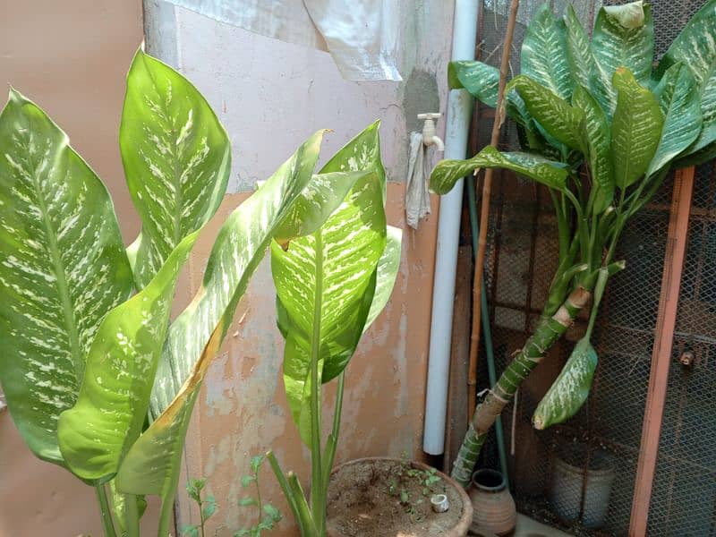 Dieffenbachia (Indoor plant) 3