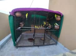 cage and parrots sale