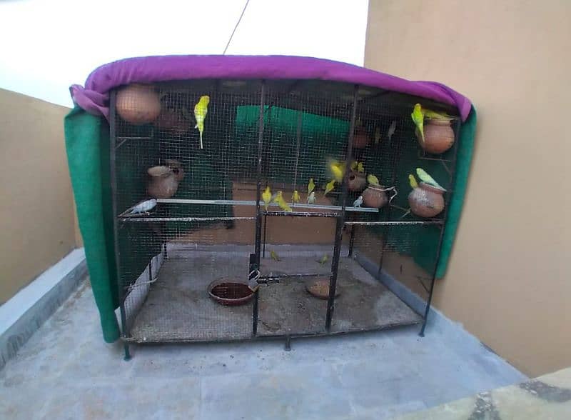cage and parrots sale 1