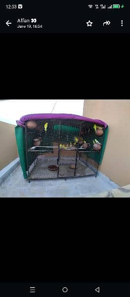 cage and parrots sale 2