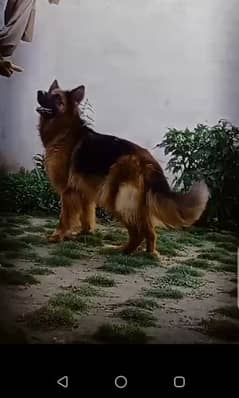 Full long Cort gsd female for new home