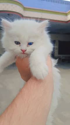 Kitten Semi Persian cast