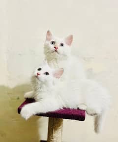 Persian white kittens