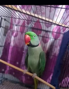 Fully Handtamed and talking Raw Male parrot . . Full size and healthy