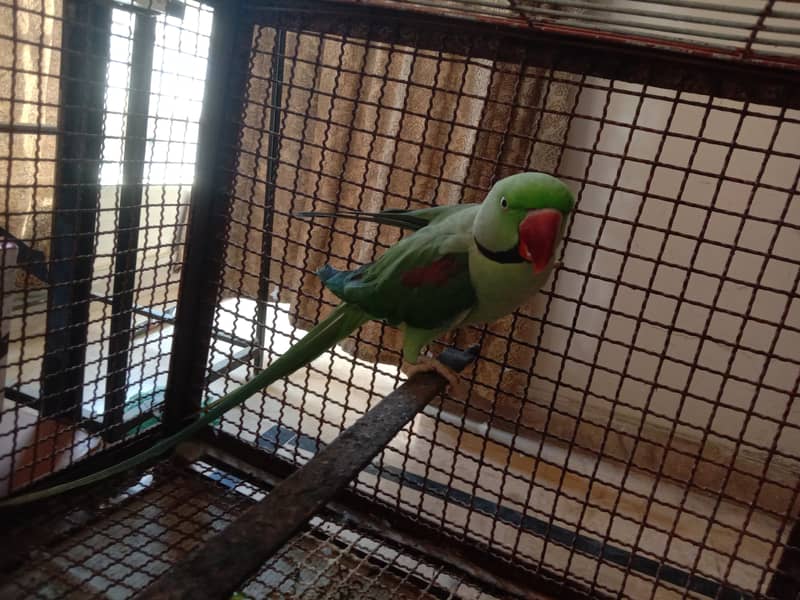 Alexander Parrot (Age 2.5 years) 0